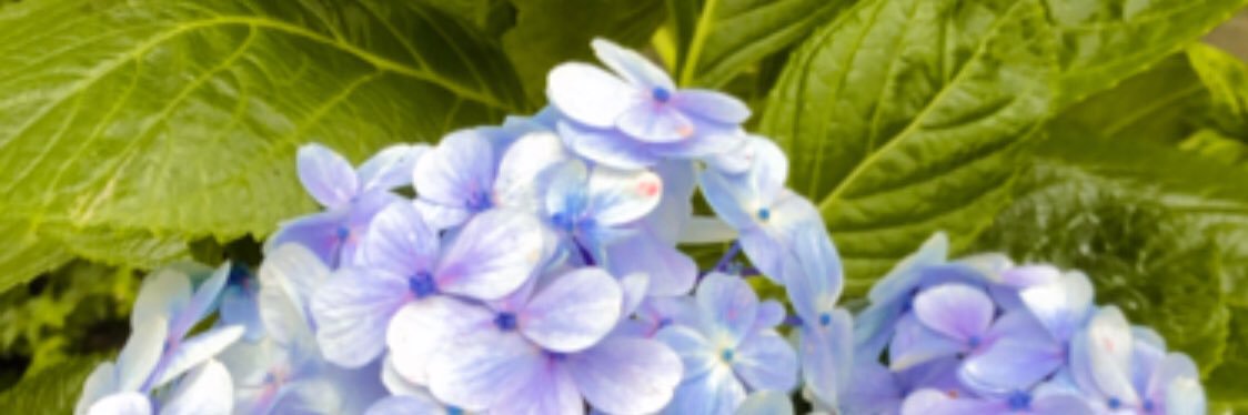 Ameliyaaaa_'s profile banner image