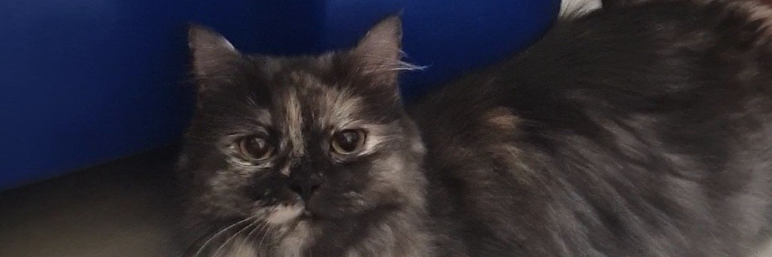 cHaaayszt's profile banner image