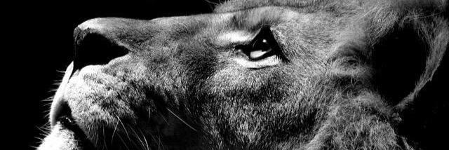 Anbeltimal's profile banner image