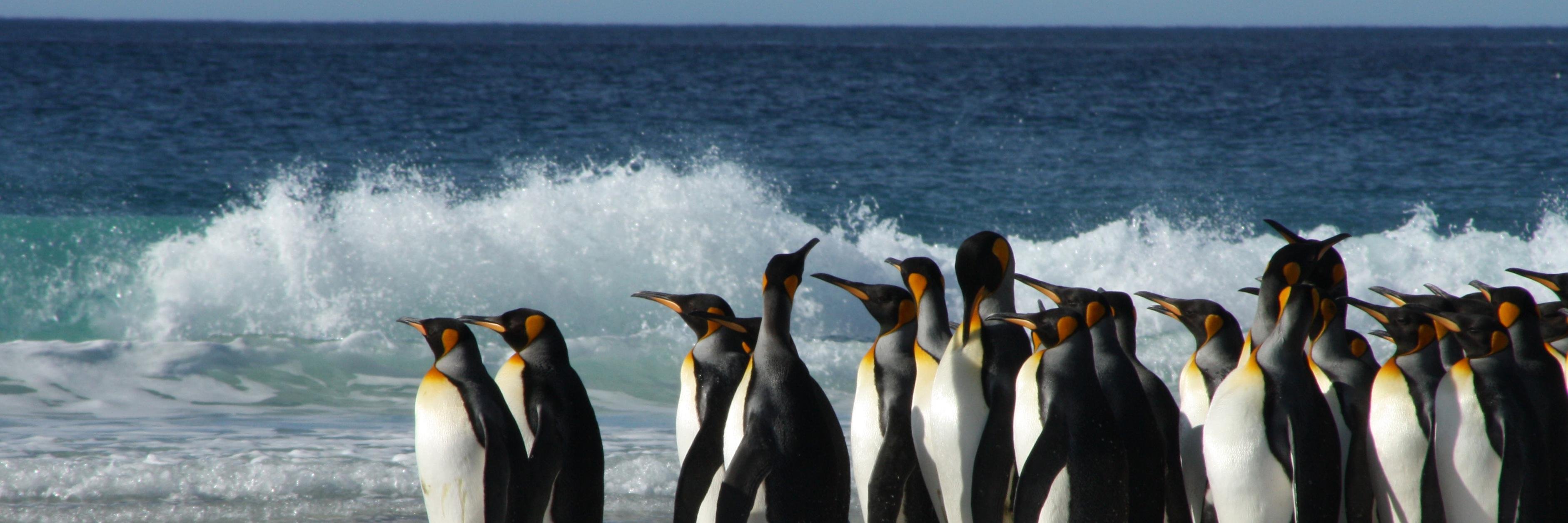 Leila Griffiths-Law banner