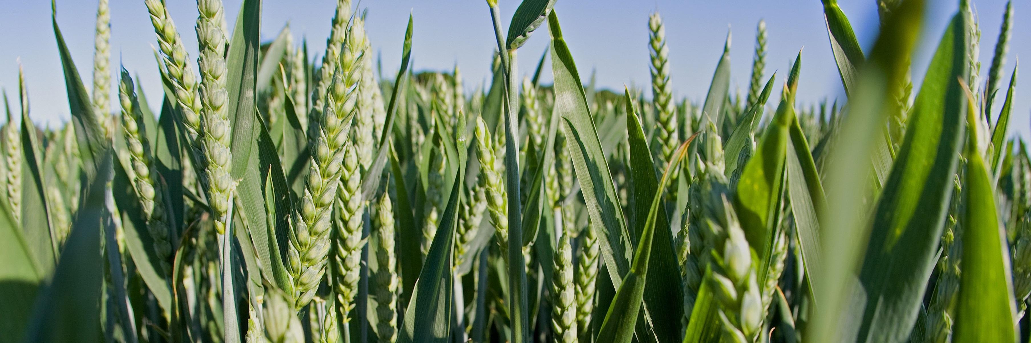 cropnutrition's profile banner image