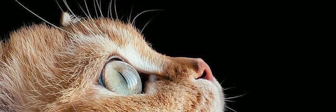 inuyayuni's profile banner image