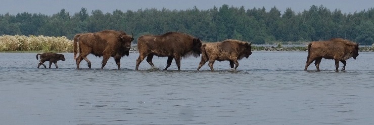 Esther Linnartz banner