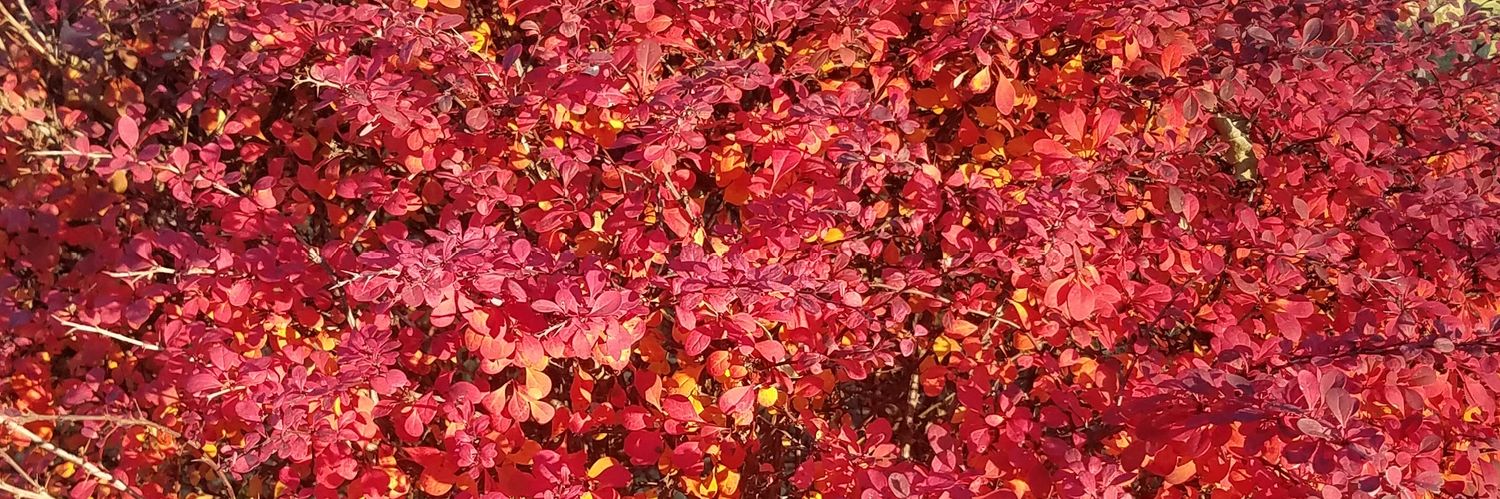 melanie stevens banner