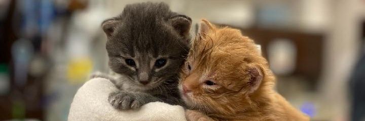 MetroVetChicago's profile banner image