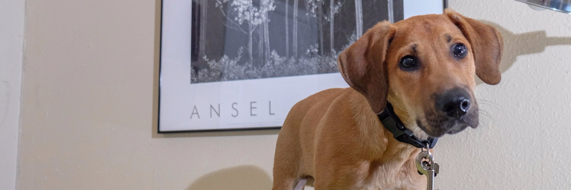 UnderdogPets's profile banner image