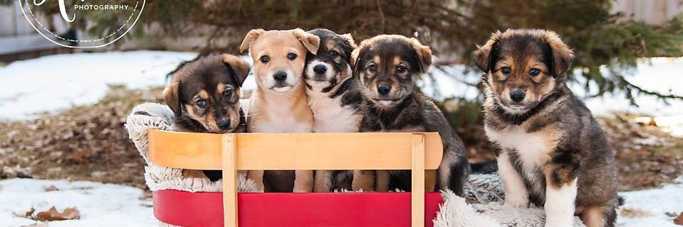 TailsRescue's profile banner image