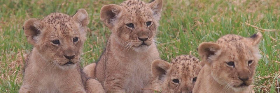 slowlearningcub's profile banner image