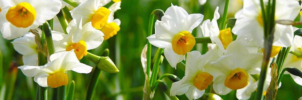 Farin Assemi banner