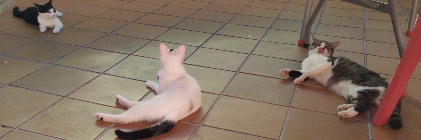 KenoreyDH's profile banner image