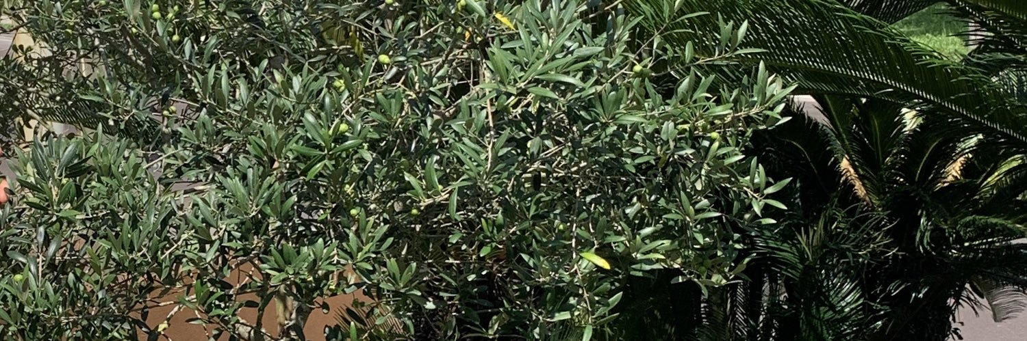 Rafa_Galia's profile banner image
