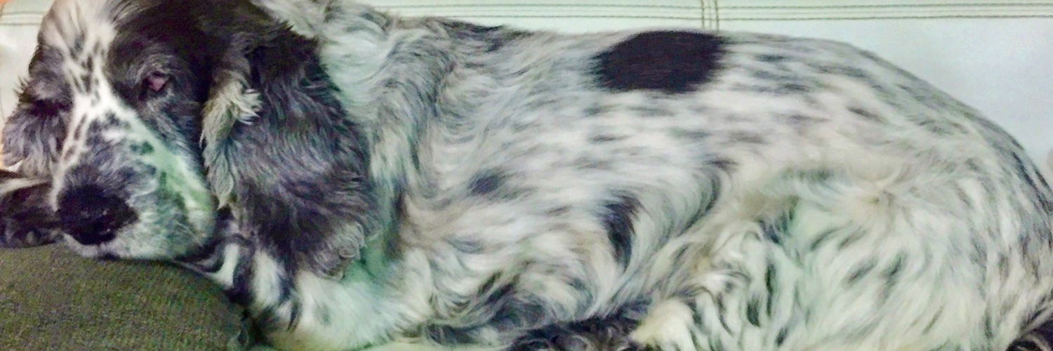 Sergi Mas banner