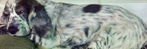 Sergimas Profile Banner