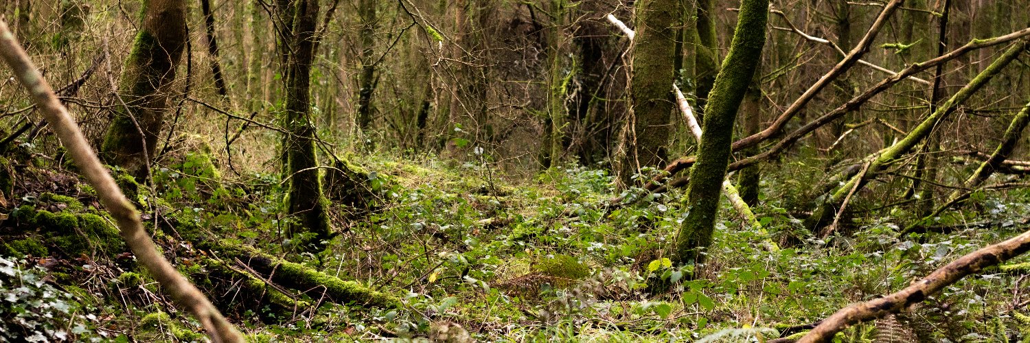 Róisín Power banner