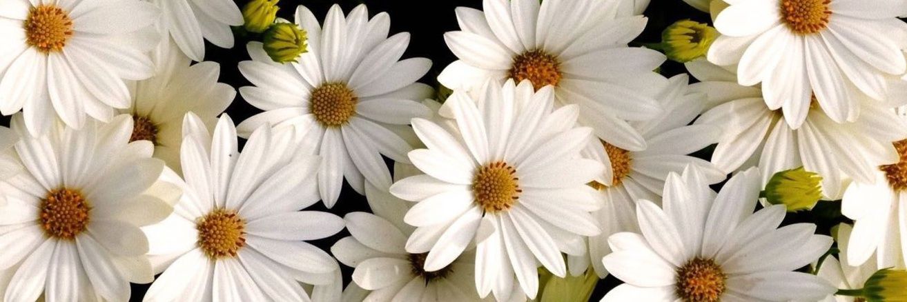 Let banner