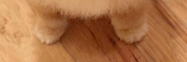 kimmmkat's profile banner image