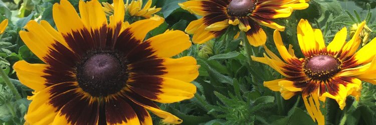 freckledstrawbb's profile banner image