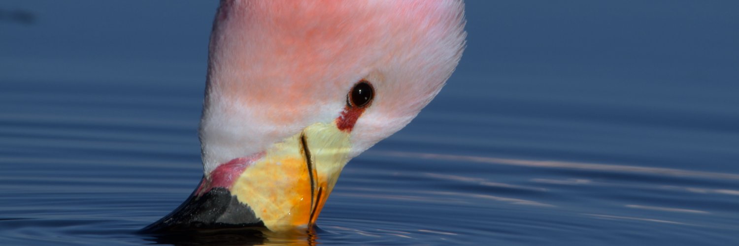 Humble Bee Films banner