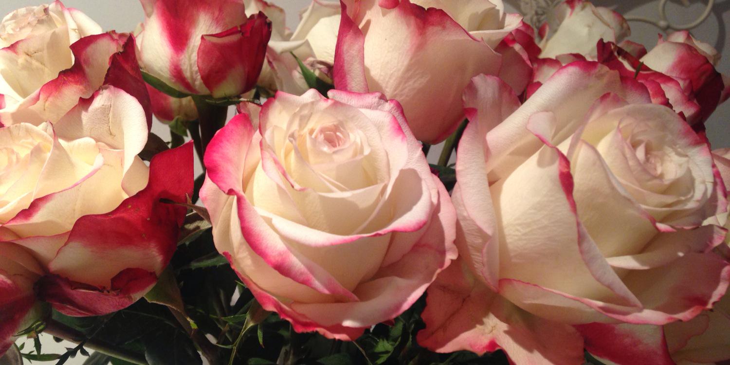 Billie_RaeMaria's profile banner image