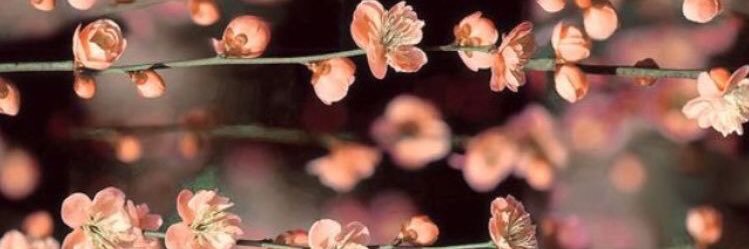 JPeccorelli's profile banner image