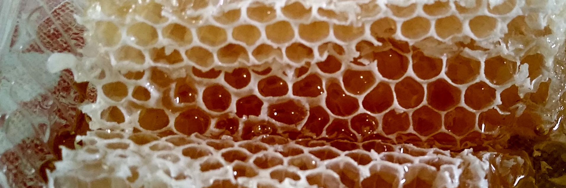 Cezar Alves de Lima banner