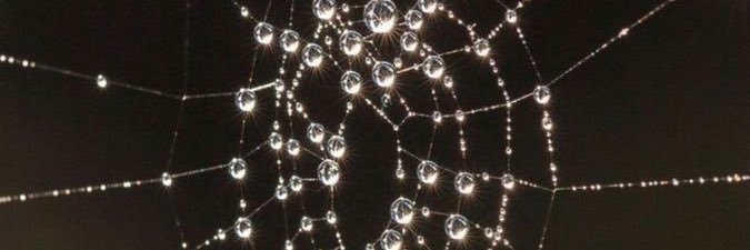 triippychiick's profile banner image