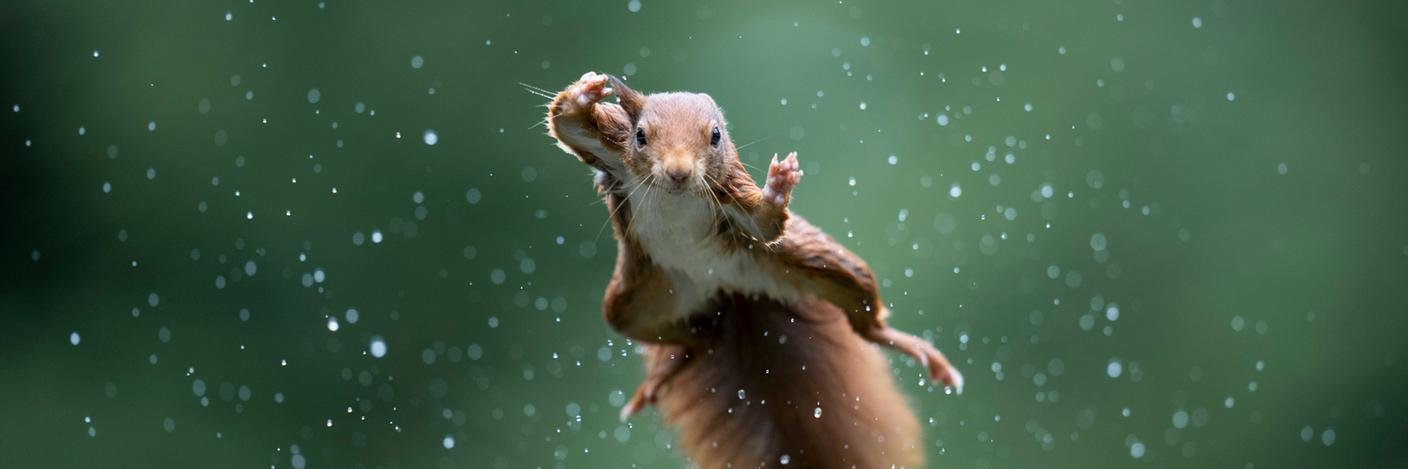 dakota witham banner