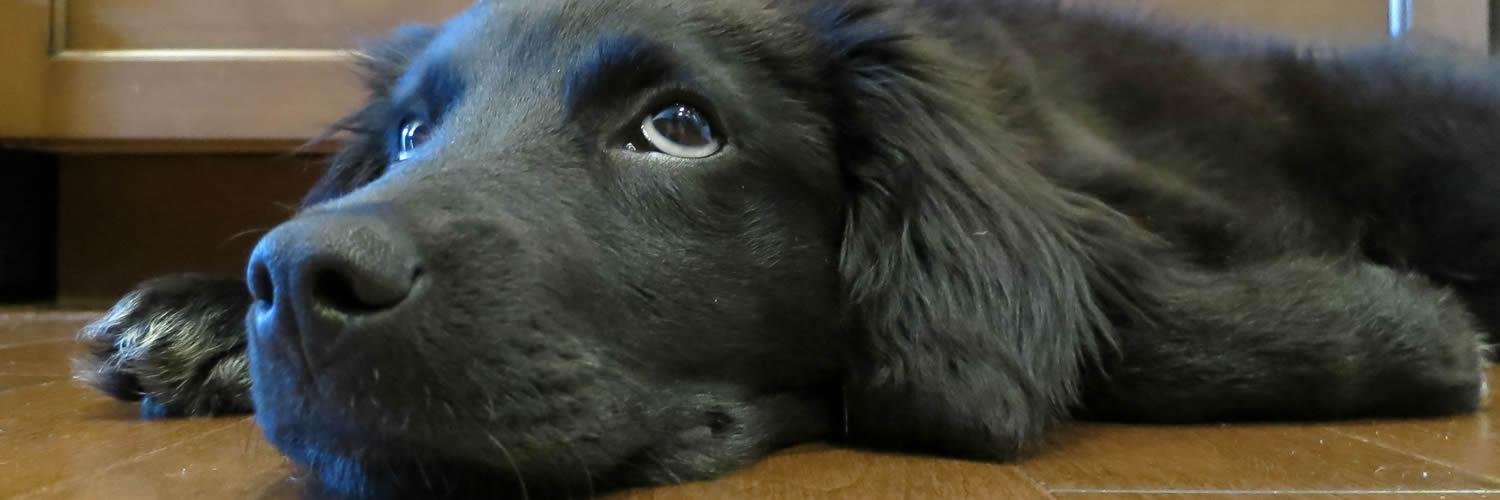 dach4me's profile banner image