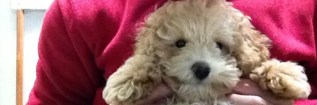 ライオン💎 banner