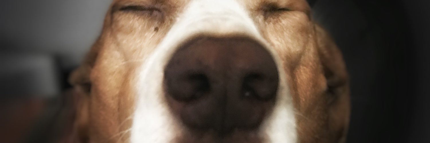 Barbara Thompson banner