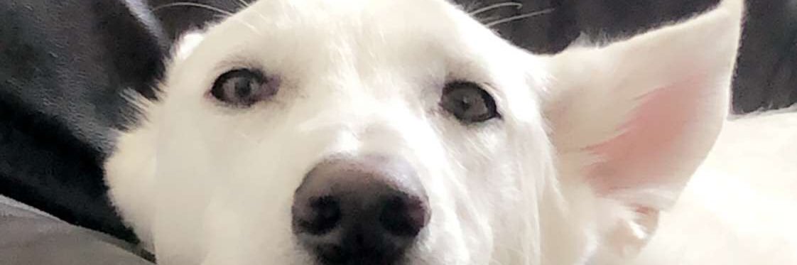ChristenCoconut's profile banner image