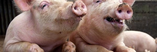 PigsAndPolling Profile Banner