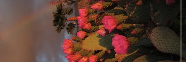 __LunaFlower's profile banner image