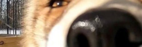 shit eater man banner