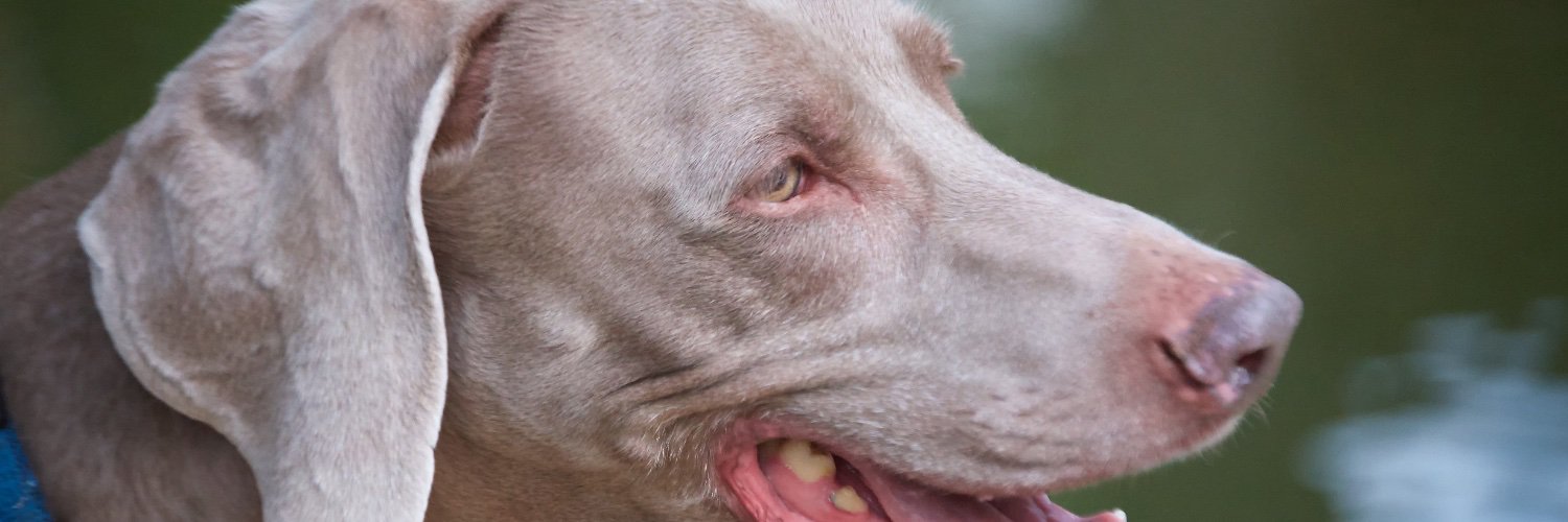 bojekc's profile banner image