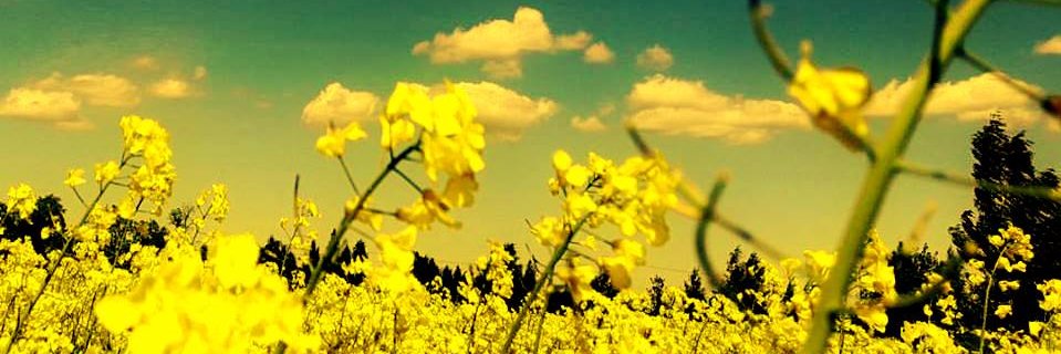 JutaDronka's profile banner image
