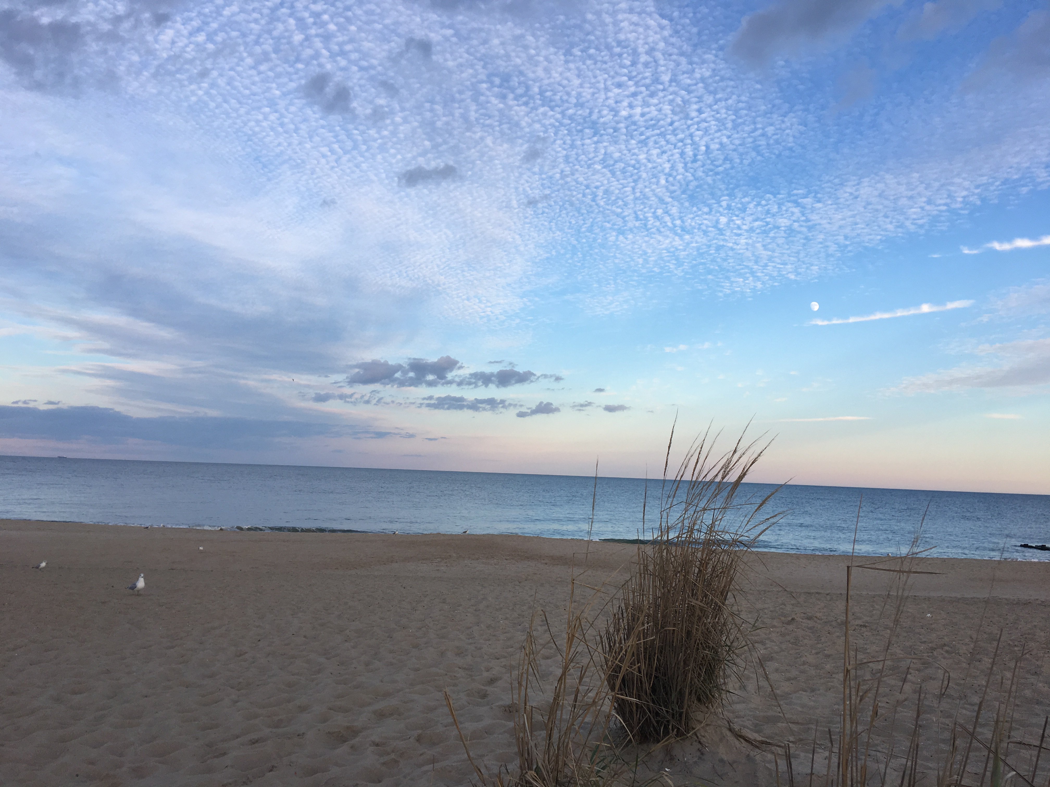 comte Wladimir Lewis-Thomas de Rosier banner