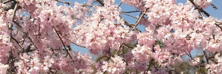 mallika1925's profile banner image
