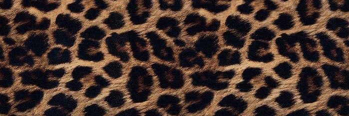 Kardolice's profile banner image