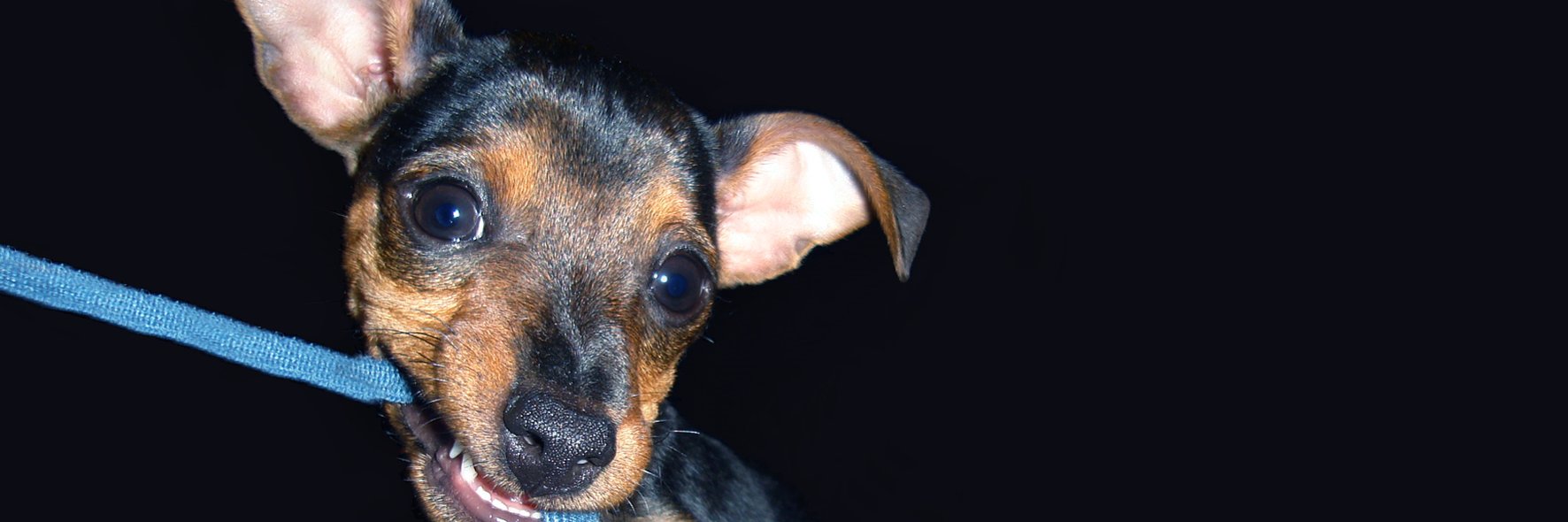 FabianoJ's profile banner image