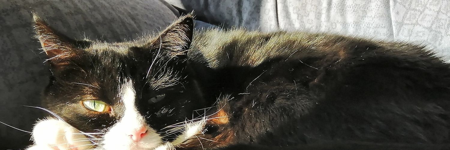 beekensam's profile banner image