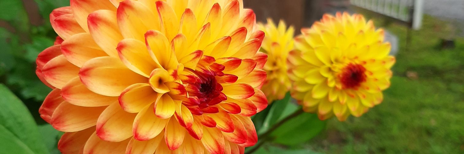 Erica 💜💋💚 banner