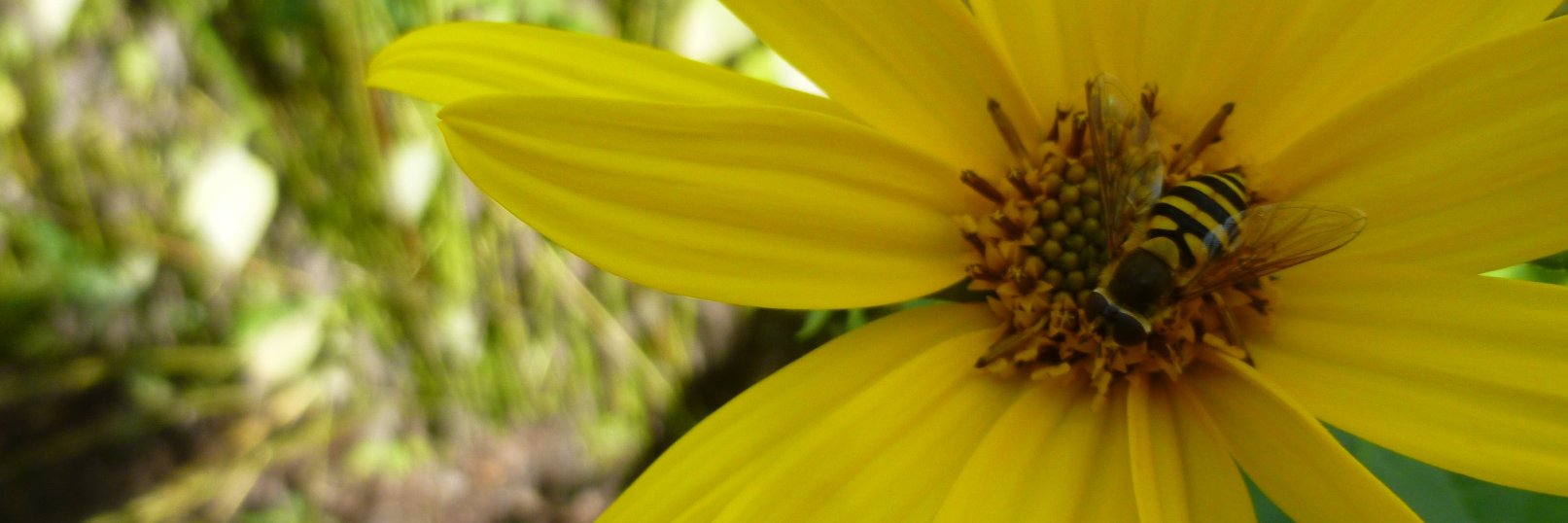 ymtgardenwatch's profile banner image