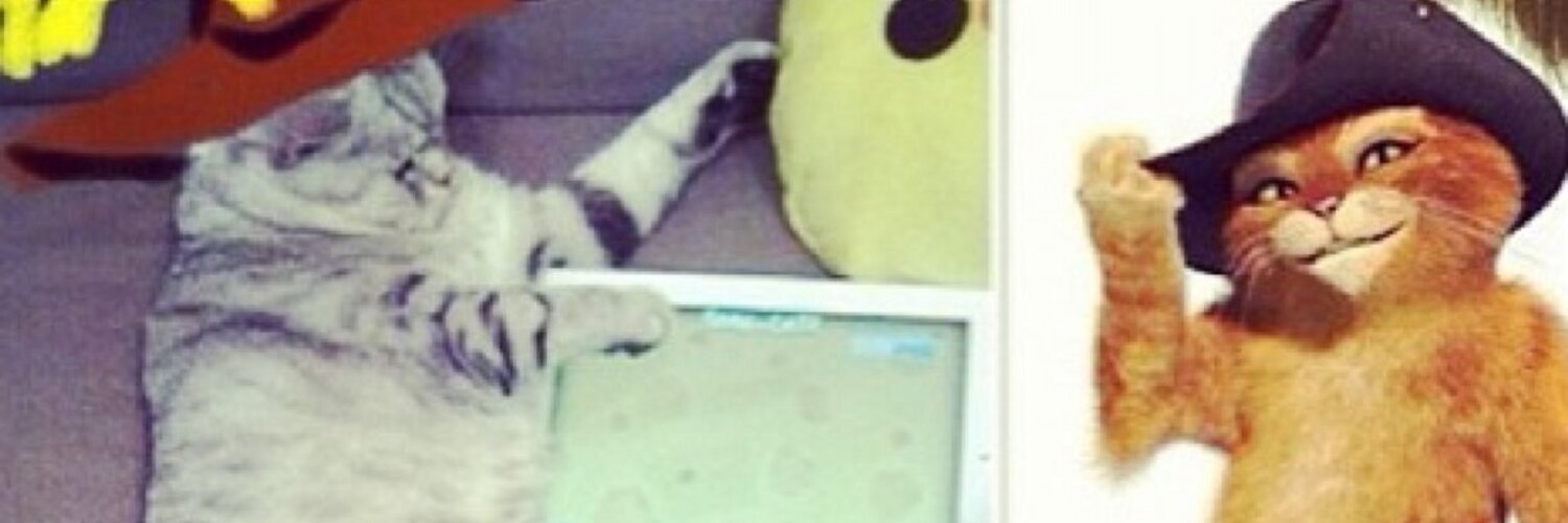KEDİ DEFTERİ (KEDIDEFTERI) Twitter