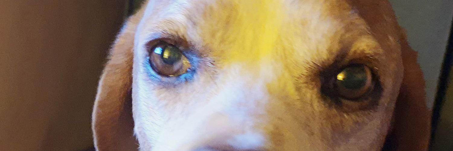 Stradivaria1's profile banner image