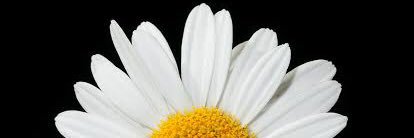 lheengaille's profile banner image