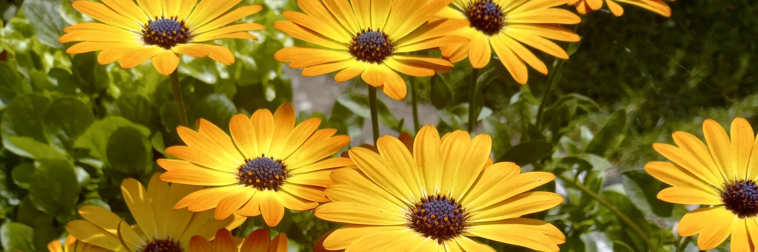 Emily SLT (she/her) 💙 banner