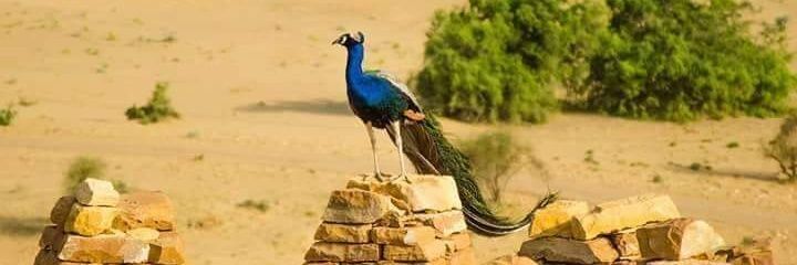 Dsdewasi's profile banner image