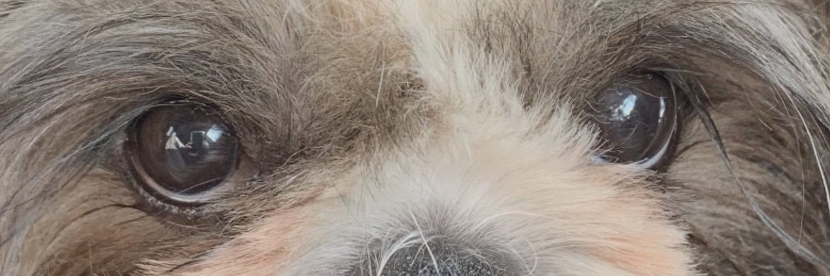falchetto53's profile banner image