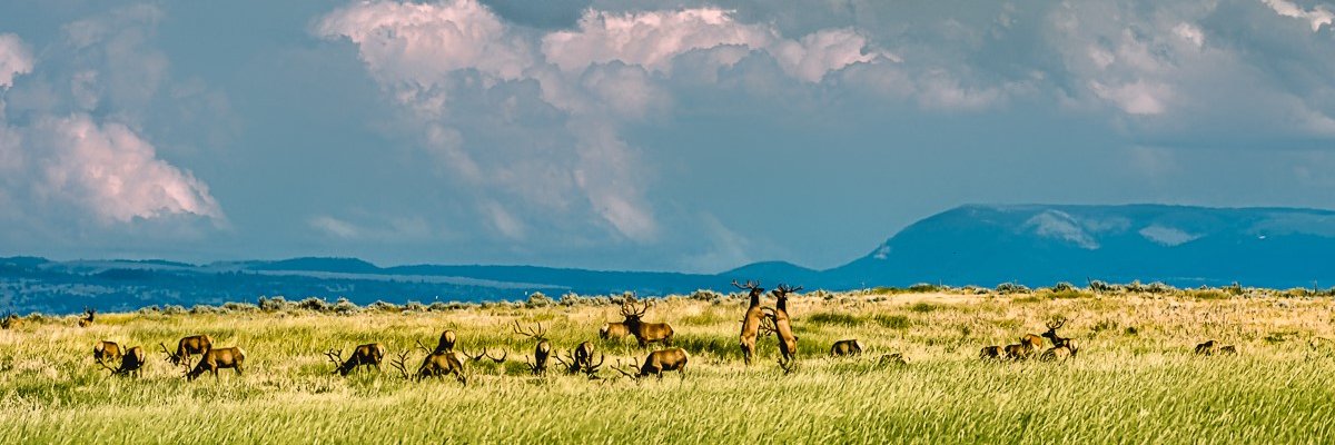 Dr. Tessie Rose Bailey banner
